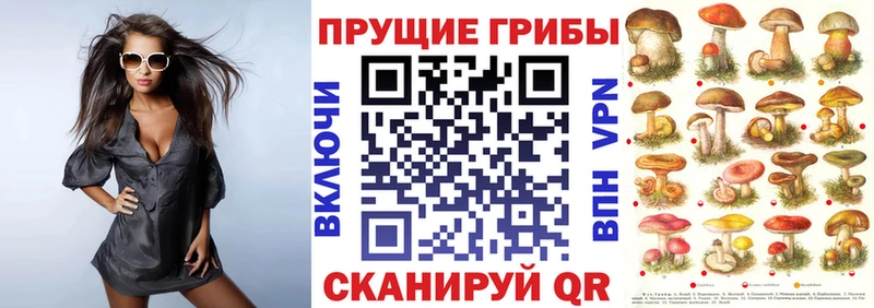 Галлюциногенные грибы Psilocybine cubensis  Череповец 